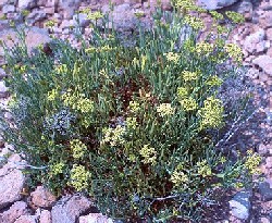 crithium naritimum