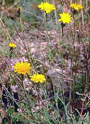 reichardia picroides maritima