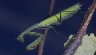 Mantis religiosa