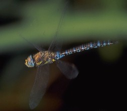 Aeshna cyanea