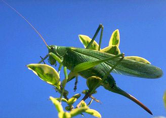 Tettigonia viridis